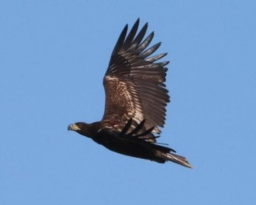 Investigation into the Disappearance of a Reintroduced White‑Tailed Eagle in North Yorkshire